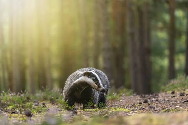 European Badger Walking Summer Forest Horizontally —  Fotos de Stock