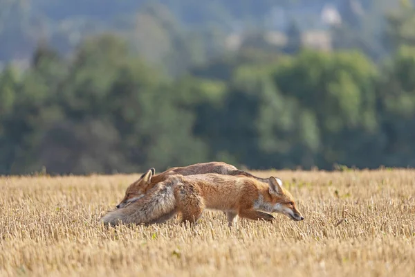 Pair Red Foxes Running Yellow Stubble Horizontally — Zdjęcie stockowe