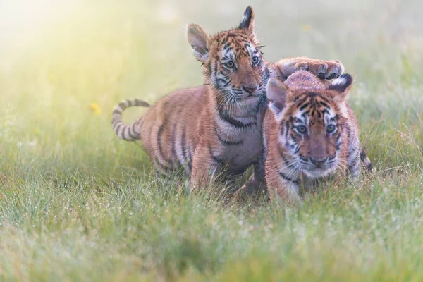 Pair Cute Bengal Tiger Cubs Playing Wet Meadow Horizontally — Foto Stock