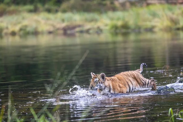 Carino Cucciolo Tigre Del Bengala Sta Correndo Acqua Orizzontalmente — Foto Stock