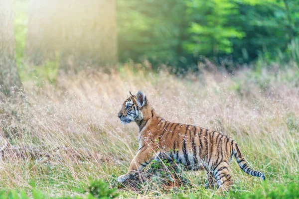 Bengal Tiger Cub Posing Tall Grass Forest Horizontally — Stockfoto