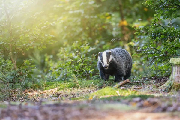 European Badger Running Forest Horizontally —  Fotos de Stock