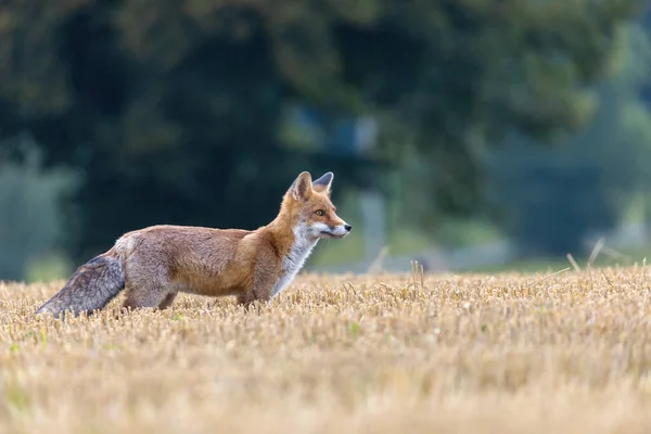 Cute Young Red Fox Vulpes Vulpes Posing Field Yellow Stubble — Fotografia de Stock