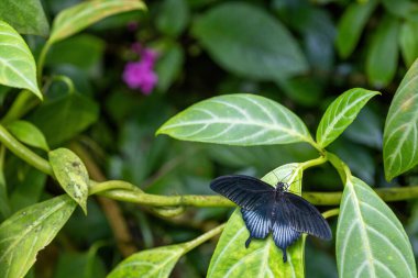 Büyük Mormon Kelebeği. Açık kanatları var. Yeşil bitkinin üzerinde. Yakın plan..