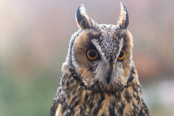 Vooraanzicht Portret Van Uil Met Lange Oren Close Horizontaal — Stockfoto