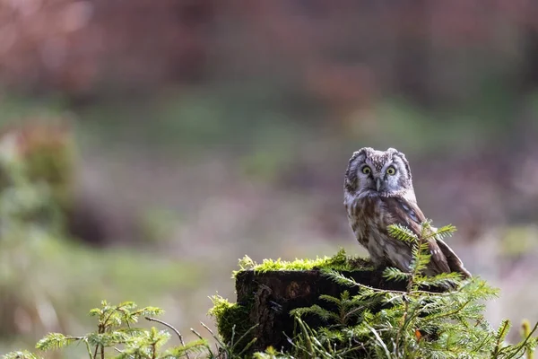 Cute Little Tawny Owl Posing Tree Stump Forest Horizontally — Stock Photo, Image