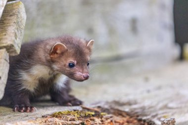 Eski ahşap bir binanın üzerinde oturan bir kestane ağacı başı. Yatay olarak. 