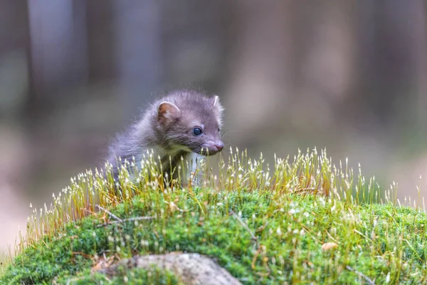 Hoofd Van Schattige Jonge Marter Poserend Het Groene Mos Close — Stockfoto