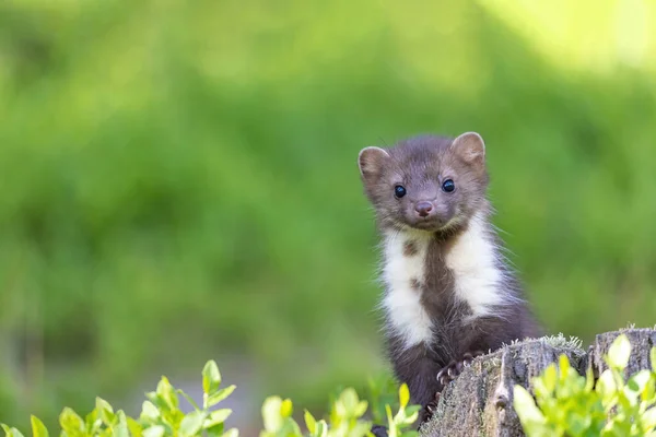 Söt Ung Mård Poserar Mossan Tittar Kameran Horisontellt — Stockfoto