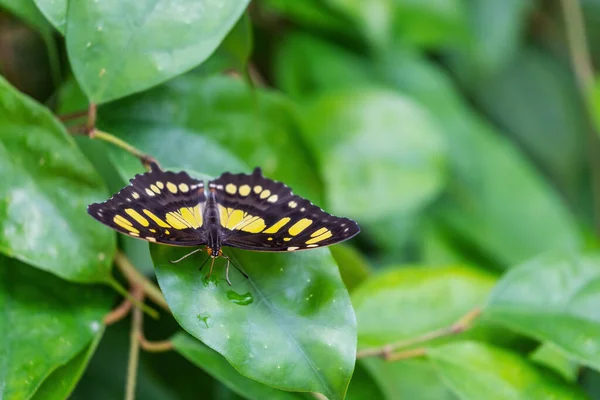 Mariposa Malaquita Metamorpha Stelenes Posando Con Alas Abiertas Sobre Planta — Foto de Stock