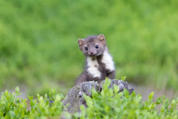 Schattige Jonge Marter Poseert Het Mos Kijkend Naar Camera Horizontaal — Stockfoto