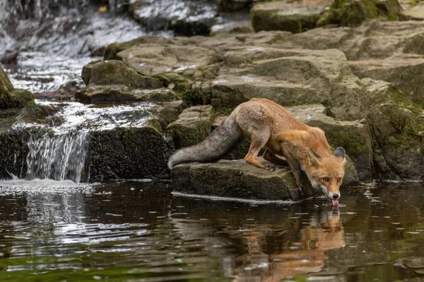 Portret Van Een Knappe Vos Die Drinkt Uit Een Beek — Stockfoto