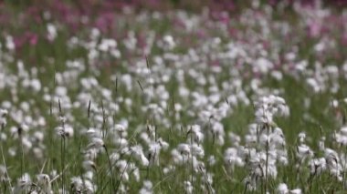 Meadow of white cottongrass in the wind