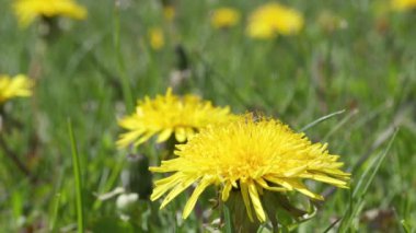 Yellow dandelion flower in the wind closeup.
