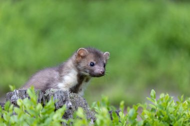 Portrait of cute young marten  posing outdoors closeup. Horizontally. 