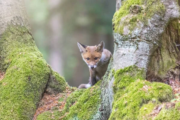 Fox Cub Posing Trees Horizontally — ストック写真