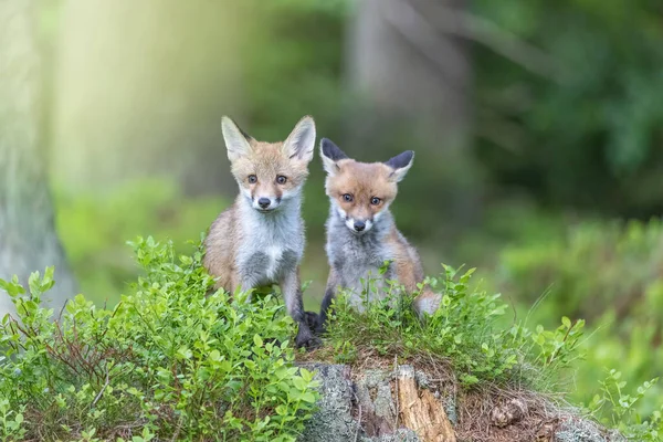 Pair Cute Fox Cubs Posing Forest Looking Camera Horizontally — Stockfoto