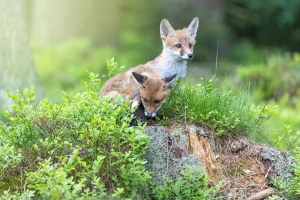 Pair Cute Fox Cubs Posing Forest Horizontally — 图库照片