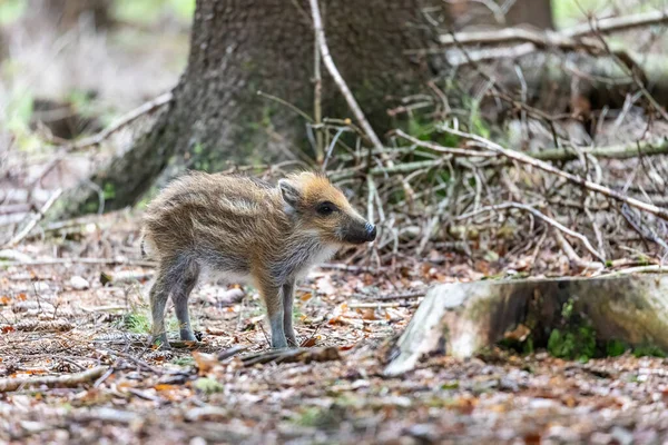 Side View Young Wild Boar Posing Forest Horizontally — ストック写真