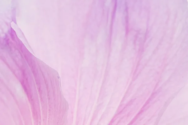 Pink hibiscus flower background. Macro of pink petals texture. Soft dreamy image.