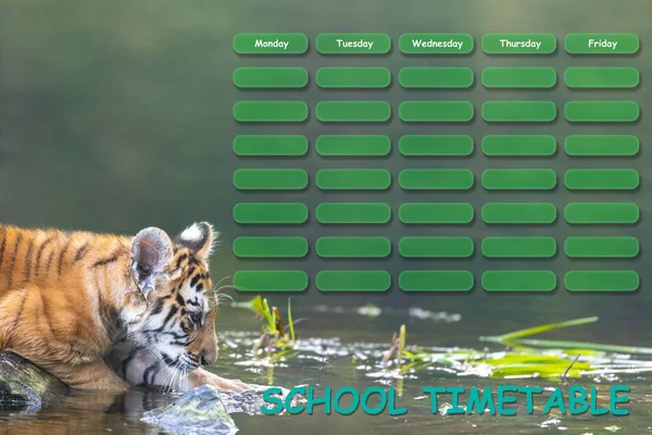 Side View Bengali Tiger Cub Looking School Timetable Horizontally — Stockfoto