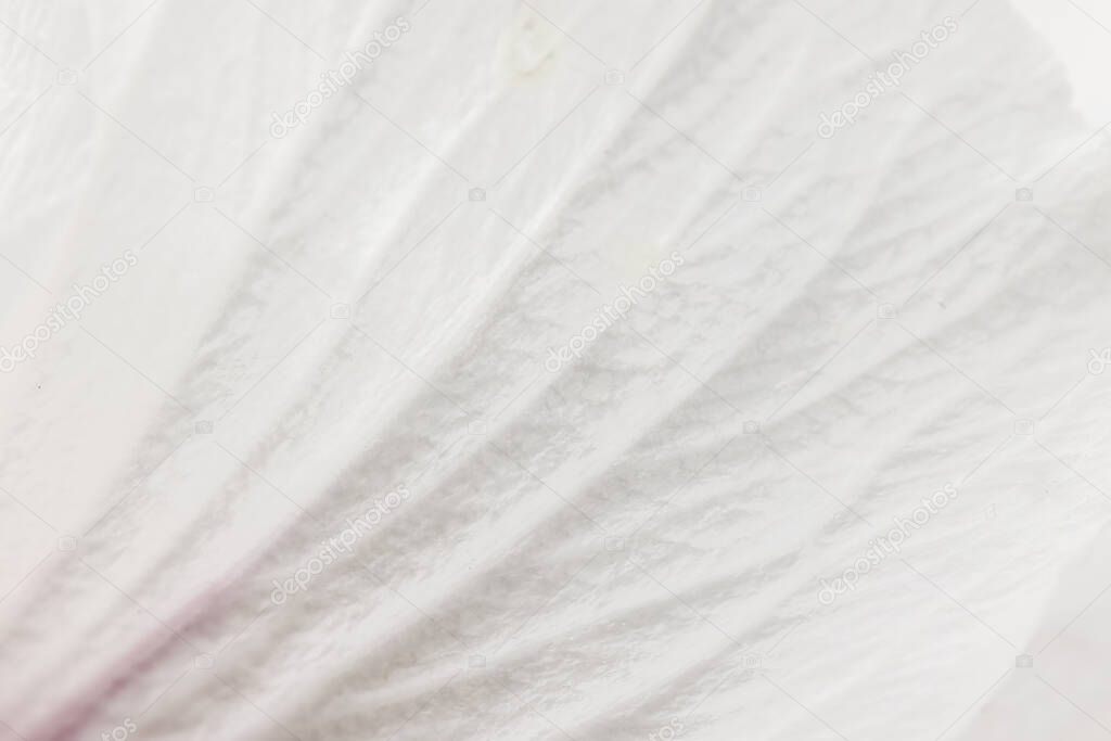 White hibiscus flower macro background. White petals texture. Soft dreamy image