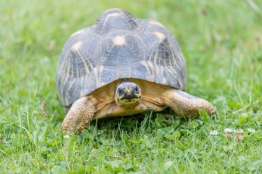 Front view of radiated tortoise walking in the grass. Horizontally. 