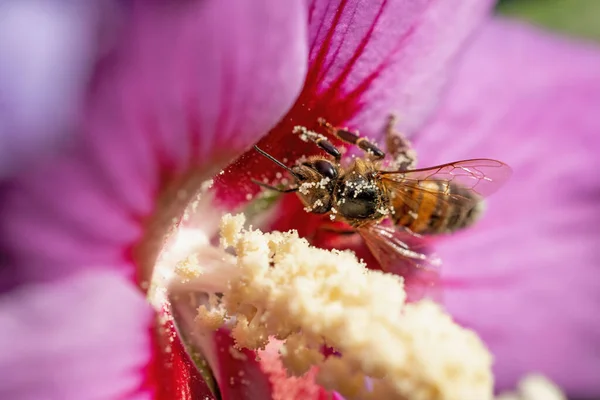 Macro Photo Honey Bee Sucking Nectar Hibiscus Flower Horizontally — Stok fotoğraf