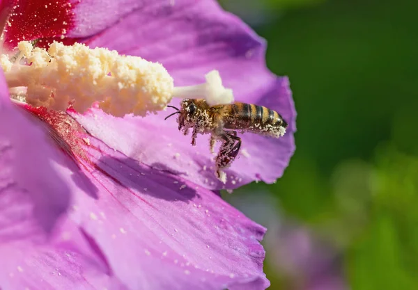 Macro Photo Honey Bee Covered Pollen Flying Hibiscus Flower Horizontally — Stok fotoğraf