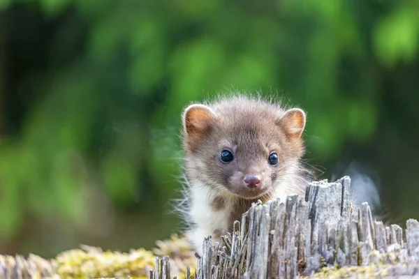 Cute Young Marten Posing Outdoors Horizontally — ストック写真