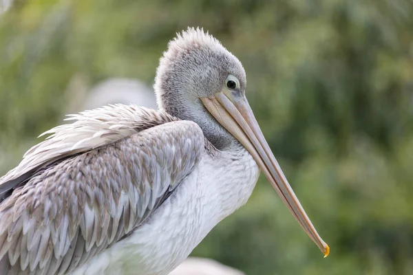 Head Beak Pink Backed Pelican Closeup Horizontally — Stockfoto
