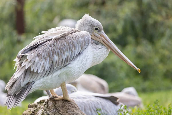 Side View Pink Backed Pelican Posing Outdoors Horizontally —  Fotos de Stock