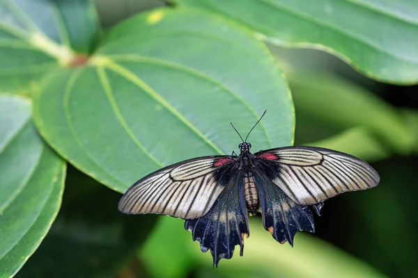 Southeast Asian Great Mormon Butterfly Papilio Memnon Open Wings Green — Foto de Stock