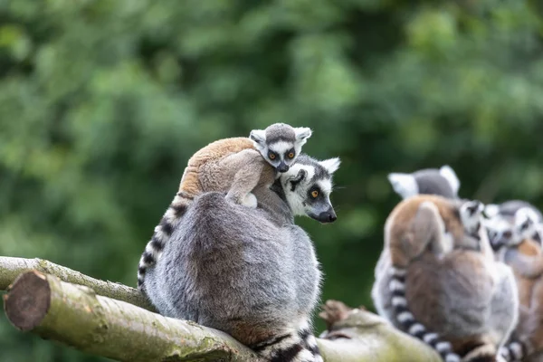 Group Adult Young Ring Tailed Lemur Posing Outdoors Horizontally — Zdjęcie stockowe