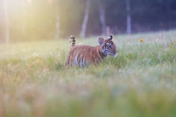 Bengal Tiger Cub Walking Morning Sun Meadow Horizontally — Foto Stock