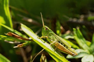 Side view macro photo of Meadow grasshopper. Horizontally. 