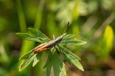 Top view macro photo of Meadow grasshopper. Horizontally. 