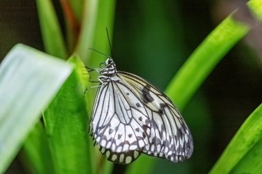 Pilav kağıdı kelebeğinin yan görünüşü. Yatay olarak.