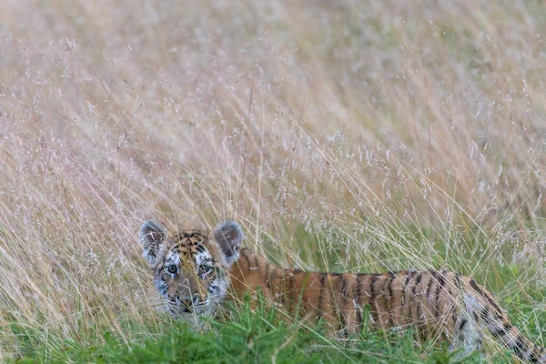 Bengal Tiger Cub Posing Tall Grass Forest Horizontally — Foto Stock