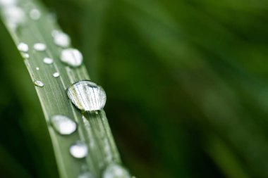 Yeşil çimlerin üzerine su damlalarının makro görüntüsü. Fotoğrafta daha fazla kullanman için yer var. Yatay olarak.