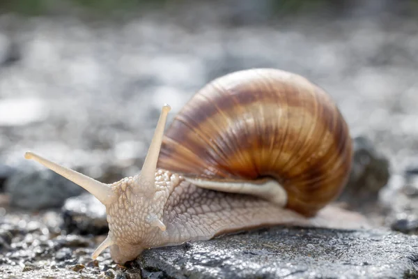 Nahaufnahme Einer Schnecke Die Die Kamera Blickt Horizontal — Stockfoto