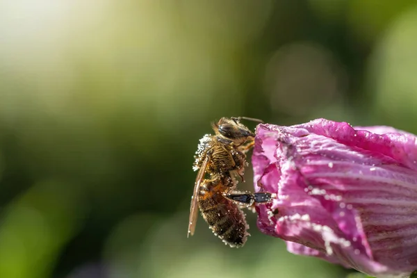 Bal Arısı Çiçeği Döllüyor Yatay Olarak — Stok fotoğraf