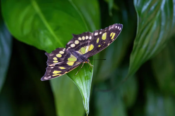 Mariposa Malaquita Metamorpha Stelenes Descansa Sobre Naturaleza Verde — Foto de Stock