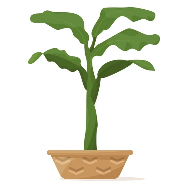 Planta Macetas Para Hogar Oficina Planta Tropical Interior Con Grandes — Vector de stock