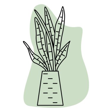 Saksı bitkisi. Uzun, dar, yoğun yapraklar. Ev ve ofis için ev bitkisi. Vektör simgesi, yeşil soyut arkaplan, kontur, izole edilmiş