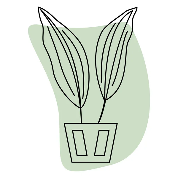 Saksı bitkisi. Dikey damarlı iki büyük yaprak. Ev ve ofis için ev bitkisi. Vektör simgesi, yeşil soyut arkaplan, kontur, izole edilmiş
