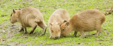 Capibara (Hydrochoerus hydrochaeris)