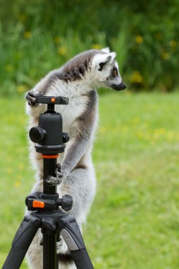 tripod üzerinde oturan ring-tailed Maki