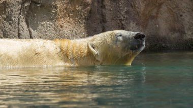 Bir polarbear (icebear yakın çekim)
