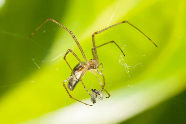 La araña grande en la telaraña está comiendo —  Fotos de Stock